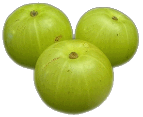 gooseberry amla for fluorosis bhagvadh gita blog gooseberry amla for fluorosis